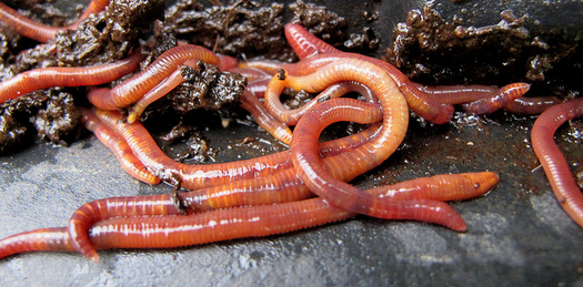 flikr compost worms